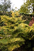 ABIES CONCOLOR WINTERGOLD