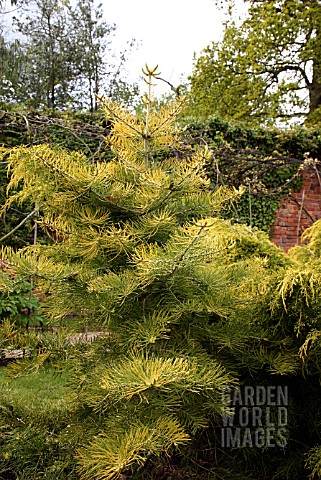 ABIES_CONCOLOR_WINTERGOLD