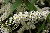 PRUNUS PADUS WATERERI (BIRD CHERRY)