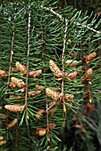 PICEA BREWERIANA (BREWERS WEEPING SPRUCE)