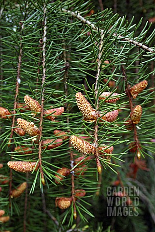 PICEA_BREWERIANA_BREWERS_WEEPING_SPRUCE