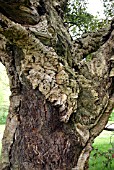 QUERCUS SUBER (CORK OAK)