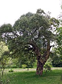 QUERCUS SUBER (CORK OAK)