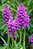 DACTYLORHIZA FOLIOSA (MARSH ORCHID)