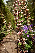 HEUCHERA SILVER SCROLLS (CORAL BELLS)