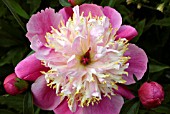 PAEONIA KELWAY UNIQUE