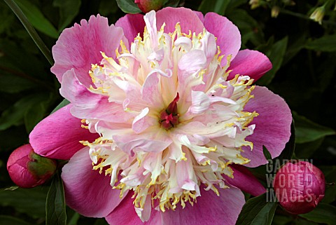 PAEONIA_KELWAY_UNIQUE