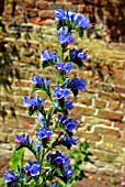 ECHIUM VULGARE (VIPERS BUGLOSS)