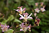 TRICYRTIS PROPHYLACTICA TROJAN (RIBBED TOAD LILY)