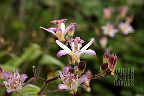 TRICYRTIS_PROPHYLACTICA_TROJAN_RIBBED_TOAD_LILY