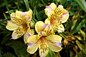 ALSTROEMERIA PRINCESS ANGELA (PERUVIAN LILY)