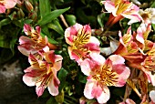 ALSTROEMERIA PRINCESS PAOLA (PERUVIAN LILY)