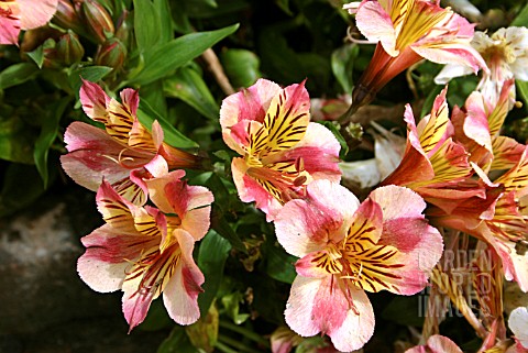 ALSTROEMERIA_PRINCESS_PAOLA_PERUVIAN_LILY