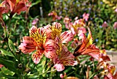 ALSTROEMERIA FIREFLY(PERUVIAN LILY)