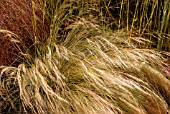 STIPA TENUISSIMA