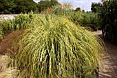 CORTADERIA SELLOANA AUREOLINEATA (PAMPAS GRASS)