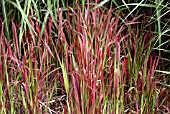 IMPERATA CYLINDRICA RED BARON