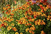 HELENIUM FLAMMENSPIEL (SNEEZEWEED)