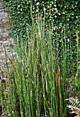 EQUISETUM KAMTSCHATKANA (HORSETAIL)