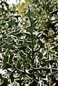 COLLETIA PARADOXA (CRUCIATA)