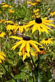 RUDBECKIA FULGIDA SULLIVANTII GOLDSTURM (CONEFLOWER)