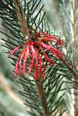 CALOTHAMNUS QUADRIFIDUS (ONE SIDED BOTTLE BRUSH)