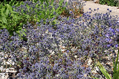 ERYNGIUM_TRIPARTITUM