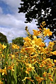 CROCOSMIA x CROCOSMIIFLORA CITRONELLA