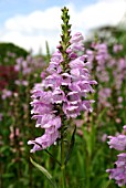 PHYSOSTEGIA VIRGINIANA (OBEDIENT PLANT)