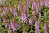 ASTILBE CHINENSIS PUMILA