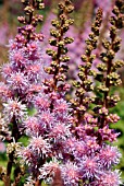 ASTILBE CHINENSIS PUMILA