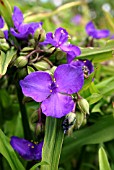 TRADESCANTIA ANDERSONIANA PURPLE DOME