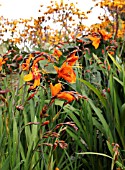 CROCOSMIA CROCOSMIIFLORA EMILY MCKENZIE