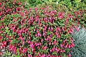 FUCHSIA TOM THUMB