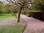 FALLEN PETALS ON PATH