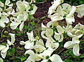 CORNUS FLORIDA SPRING SONG (FLOWERING DOGWOOD)