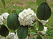 VIBURNUM PLICATUM JANNY