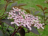 SAMBUCUS NIGRA THUNDERCLOUD (EUROPEAN ELDER)