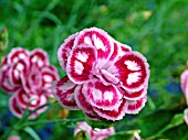 DIANTHUS TAMSIN (GARDEN PINKS)