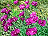 DIANTHUS WARDEN HYBRID(GARDEN PINKS)