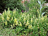 LUPINUS LUTEA