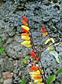 IPOMOEA LOBATA (FIRECRACKER VINE,  SPANISH FLAG)