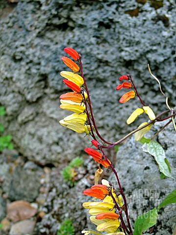 IPOMOEA_LOBATA_FIRECRACKER_VINE__SPANISH_FLAG