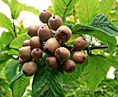 SORBUS MEGALOCARPA