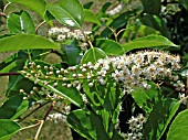 PRUNUS LUSITANICUS (PORTUGAL LAUREL)