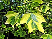 LIRIODENDRON TULIPIFERA AUREOMARGINATUM, (VARIEGATED TULIP TREE)