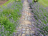 NEPETA X FAASSENII EDGING PATH