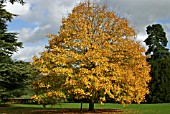 ACER SACCHARUM (SUGAR MAPLE)