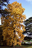 LIRIODENDRON TULIPIFERA (TULIP TREE)