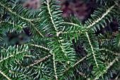 ABIES FIRMA (JAPANESE FIR)